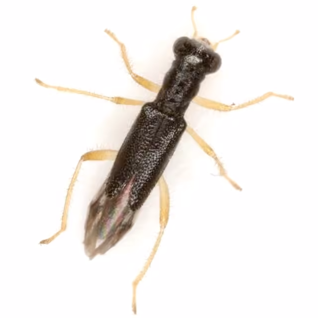 Neohydnocera longicollis, Adult