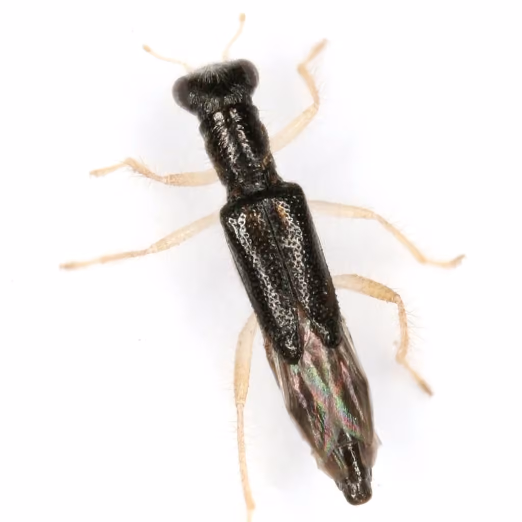 Neohydnocera longicollis, Adult