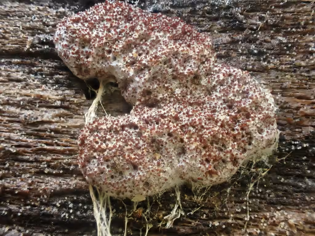 Myriococcum praecox