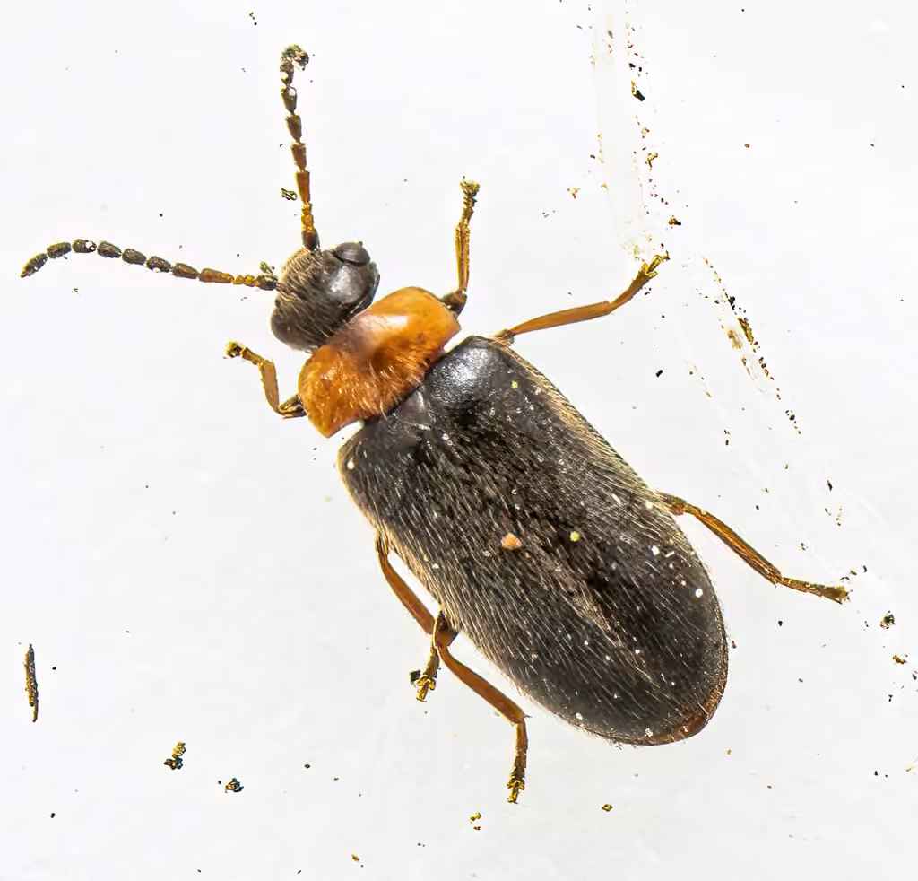 Collared Marsh Beetle, photo 3 of 5