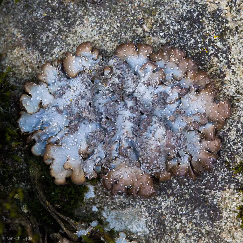 Punctelia, photo 1 of 5