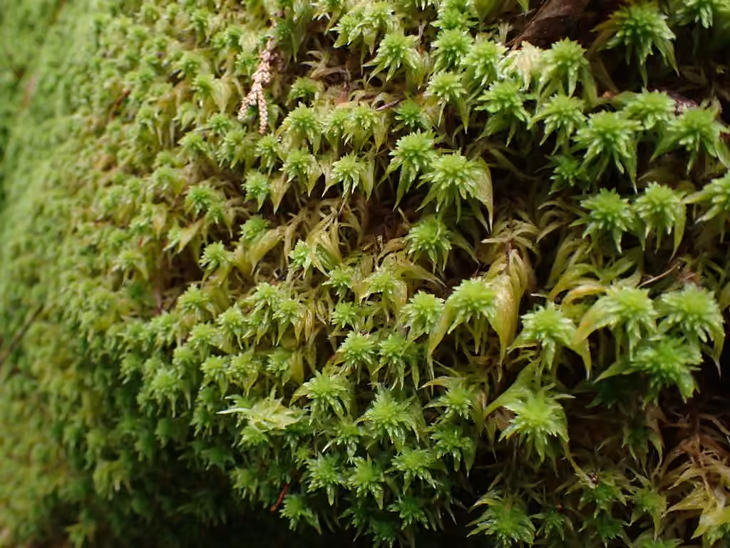 Variegated peat moss, photo 3 of 5