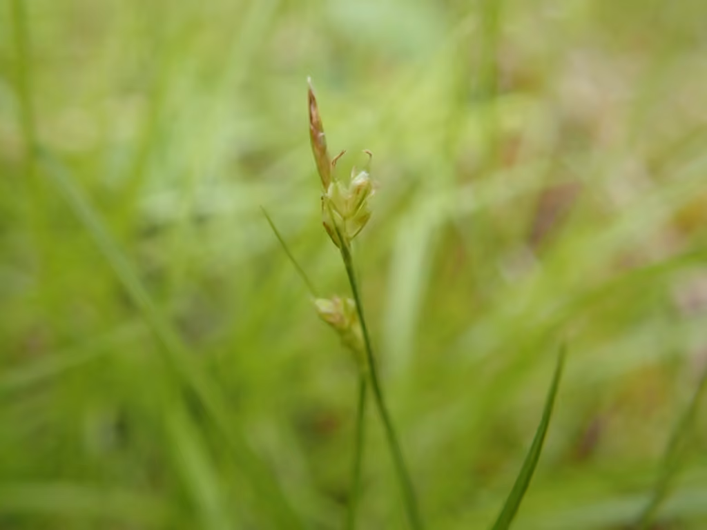 New England sedge, photo 1 of 5