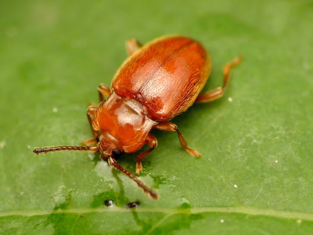 Endomyche orange, Adulte