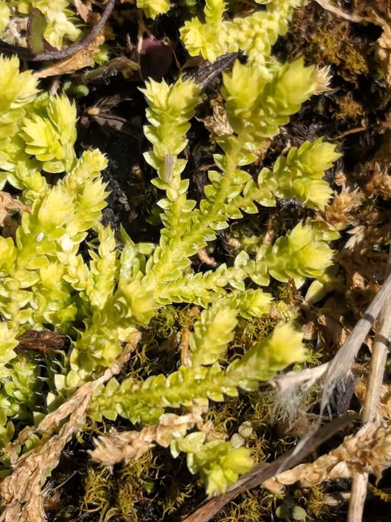 Hidden spikemoss, photo 3 of 5