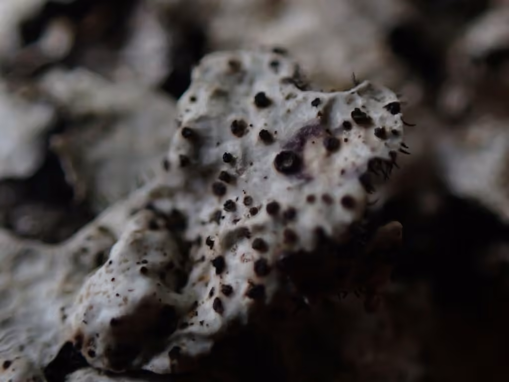 Nesolechia oxyspora, photo 2 of 5