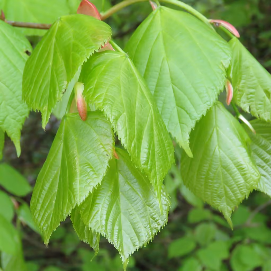 Tilleul à grandes feuilles, photo 1 sur 5