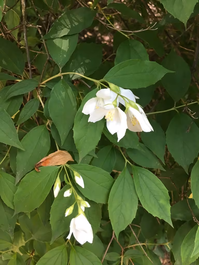 Sweet mock orange, In flower