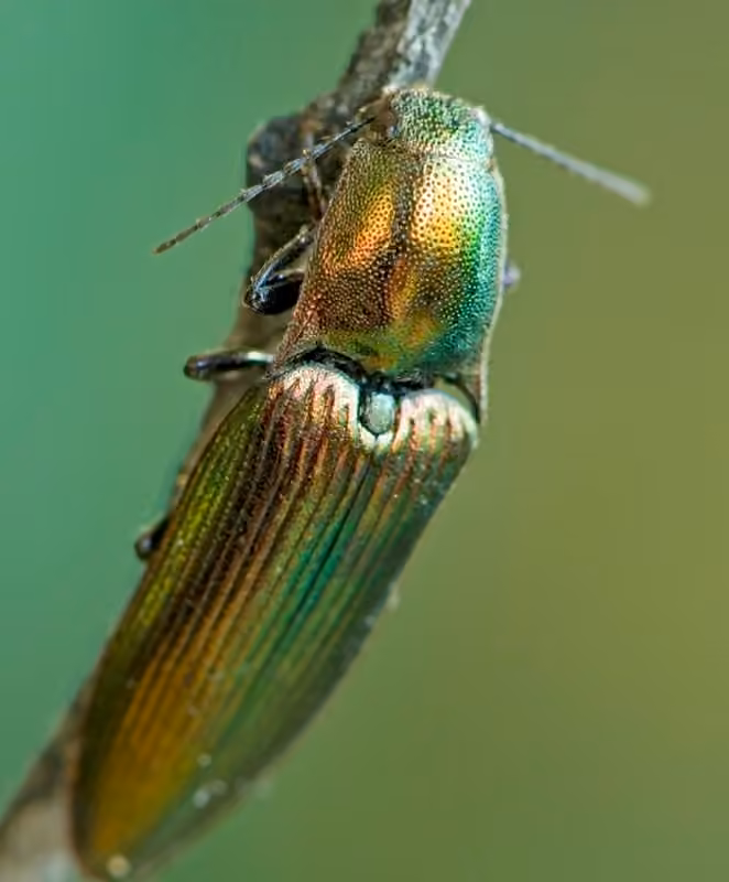 Taupin resplendissant, photo 3 sur 5