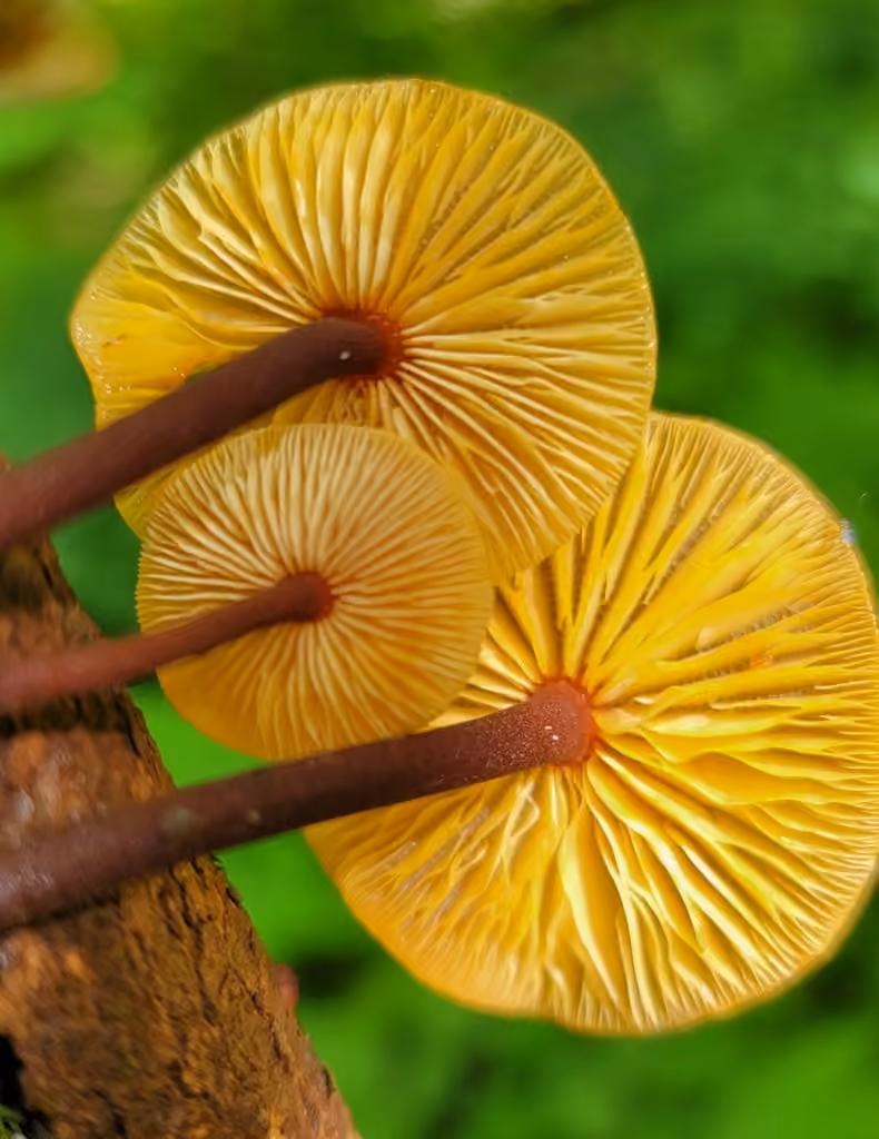 Orange Faint Foot Mushroom, photo 2 of 5