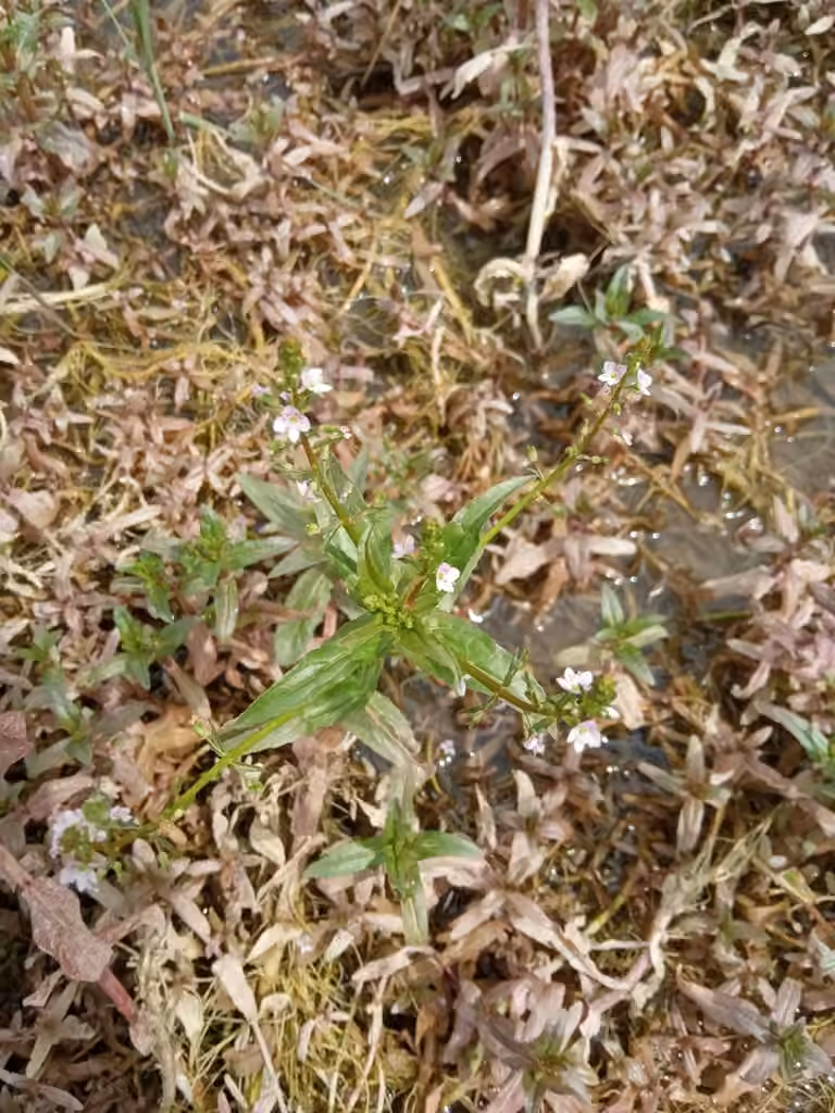 Véronique en chaîne, En fleurs