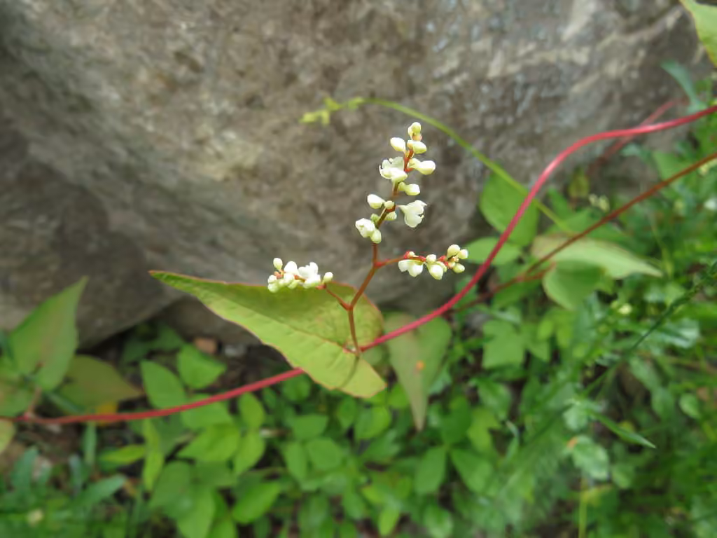 Renouée à noeuds ciliés, photo 1 sur 5