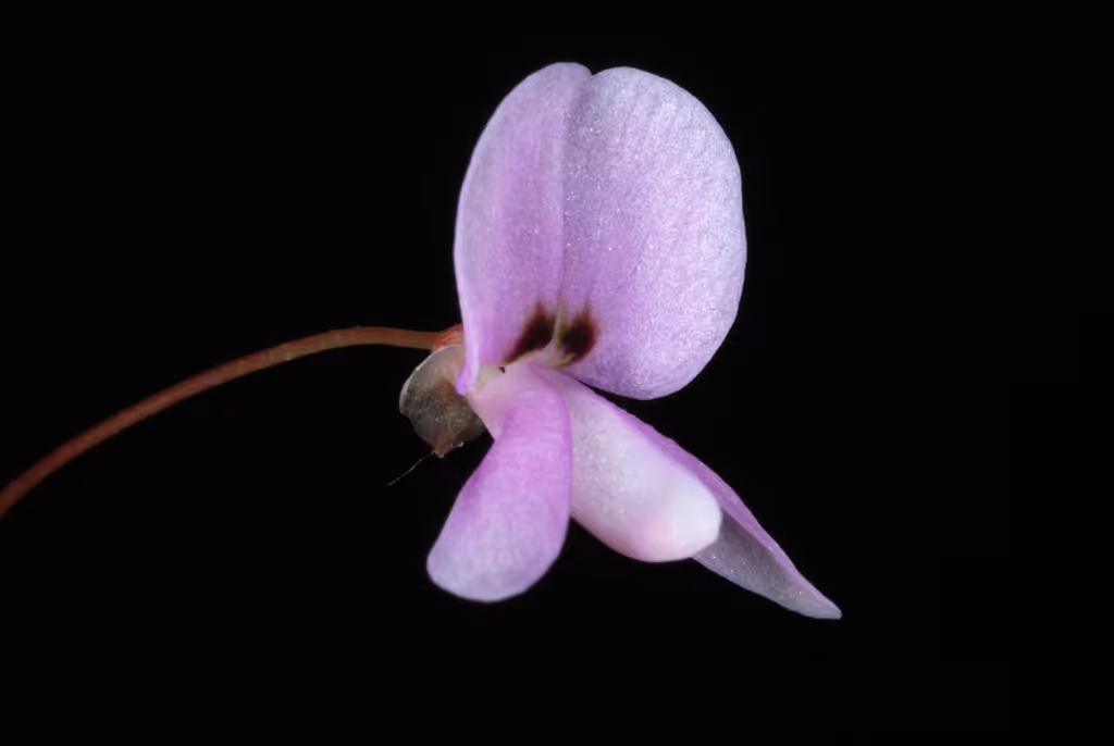 Naked-flowered tick-trefoil, In flower