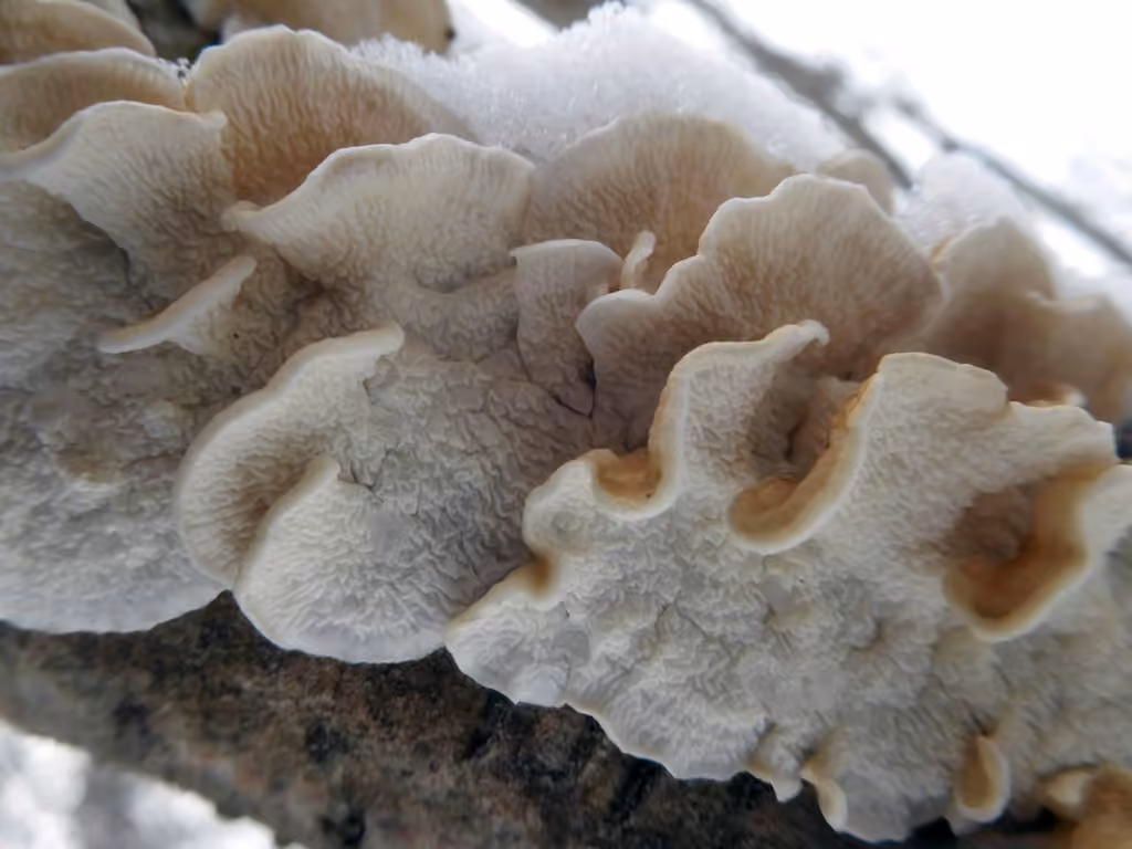 Snow-White Crust, photo 2 sur 5