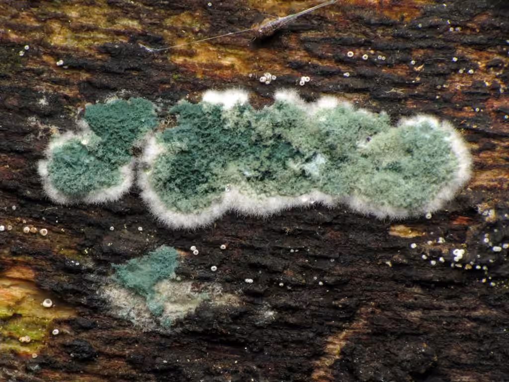 Trichoderma viride, photo 1 sur 5