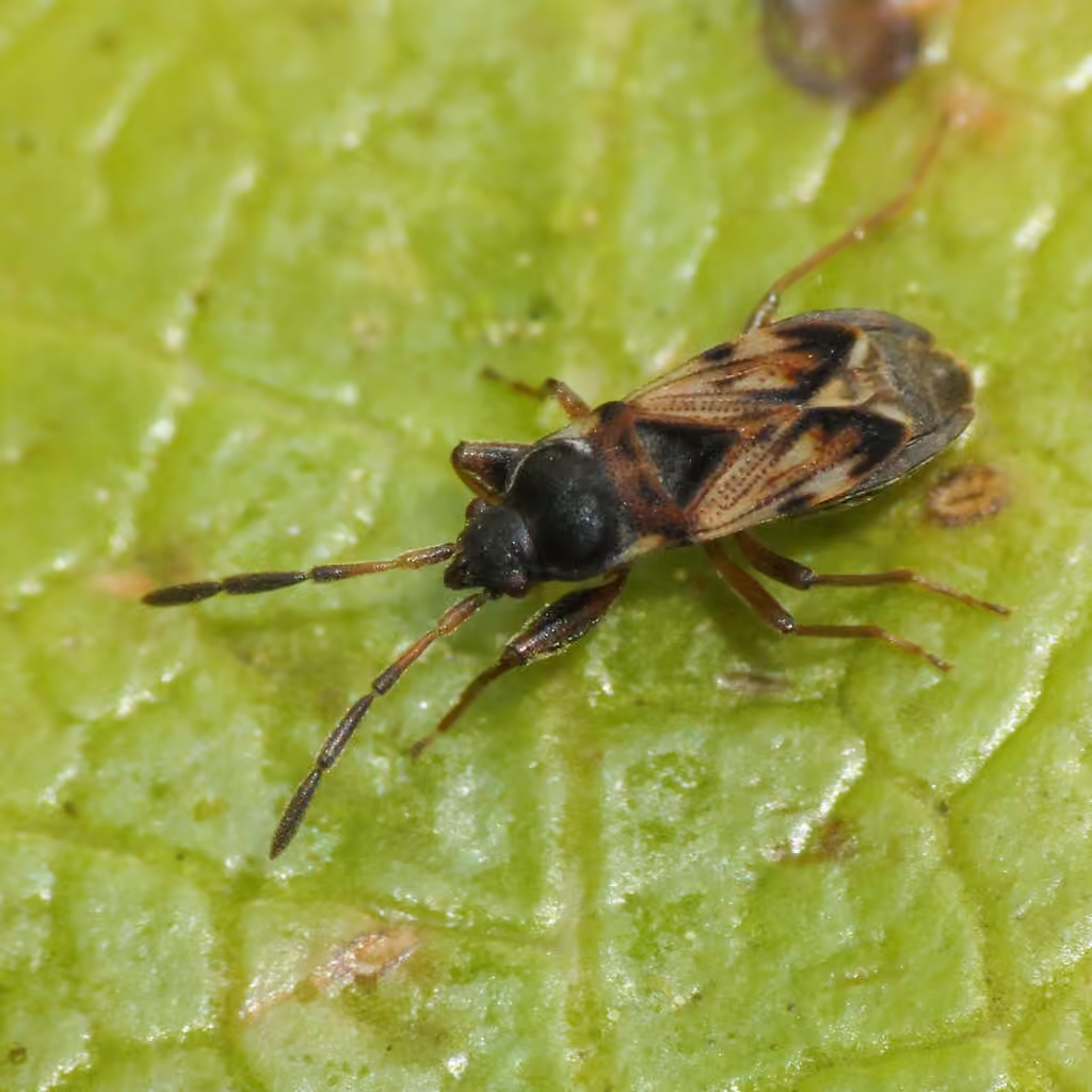 Thomson's groundbug