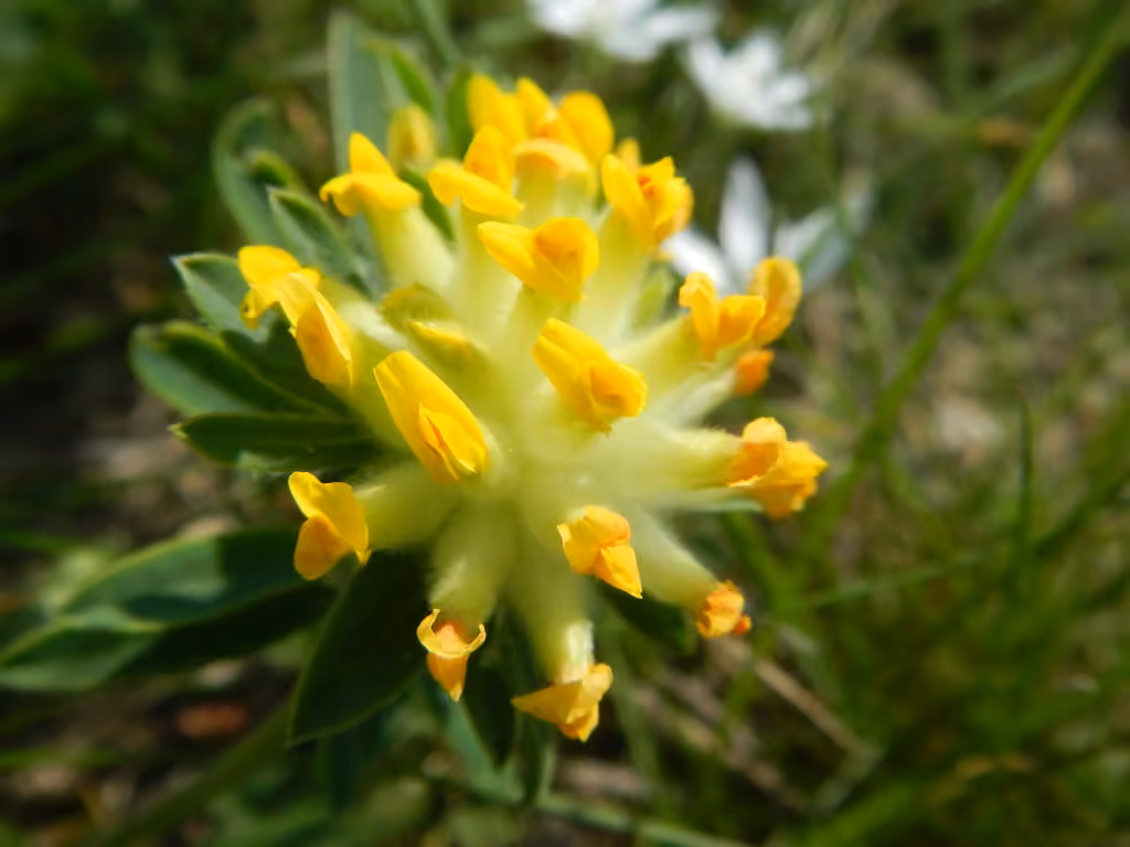 Common kidneyvetch, photo 3 of 5