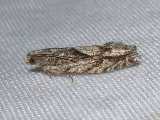 Gretchena amatana, photo 1 of 5