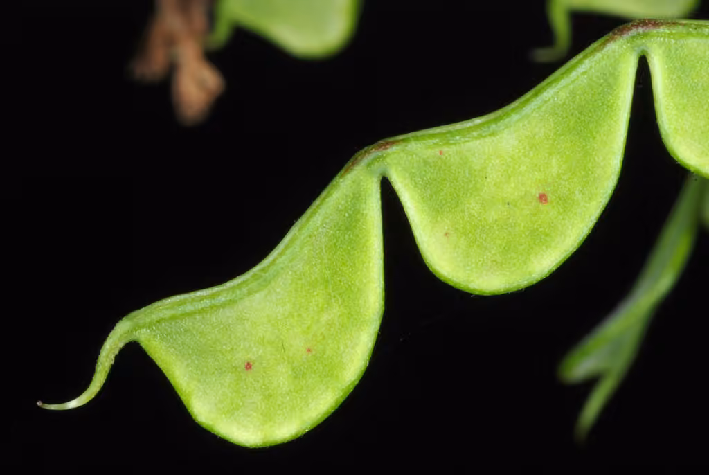 Clustered-leaved tick-trefoil, In fruit