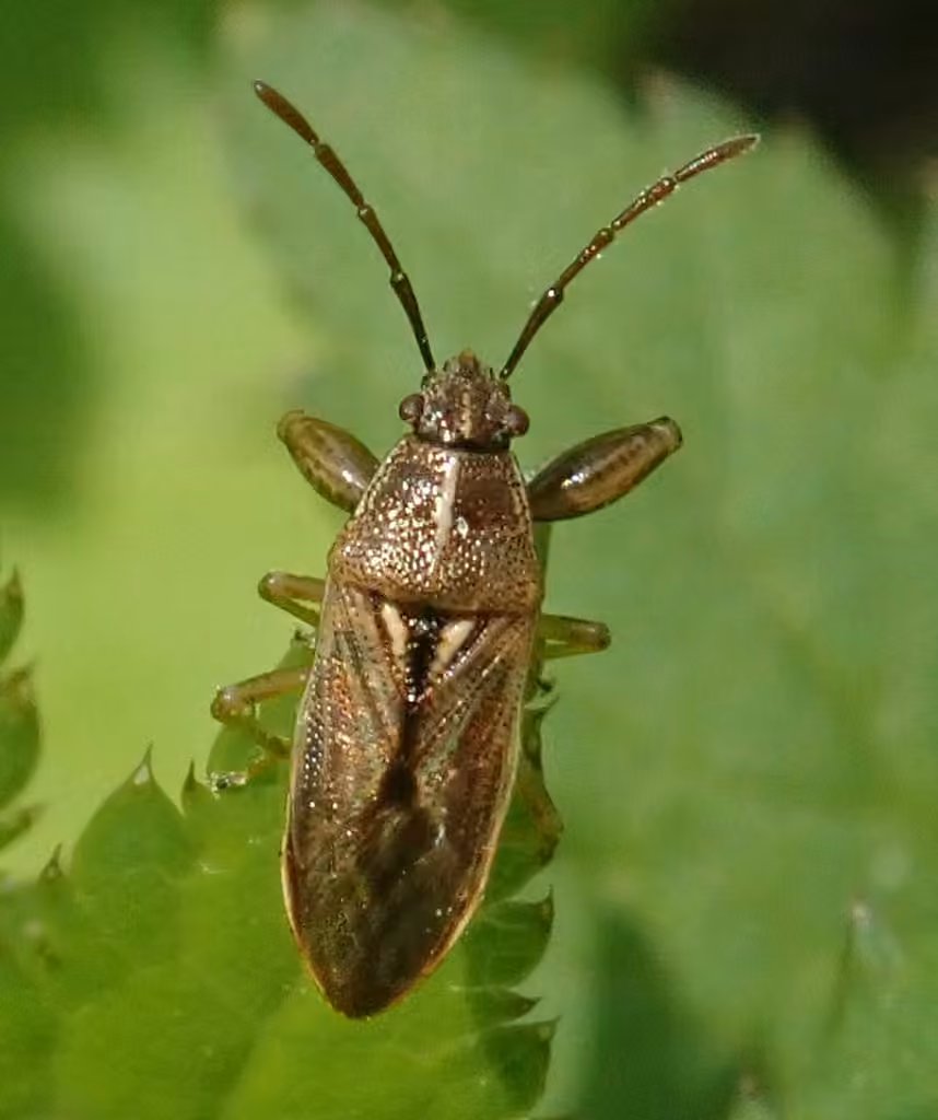 Oedancala dorsalis, photo 3 sur 5