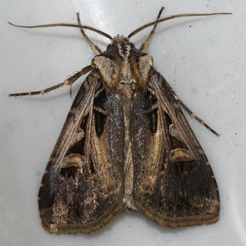 Tricose Dart, Adult