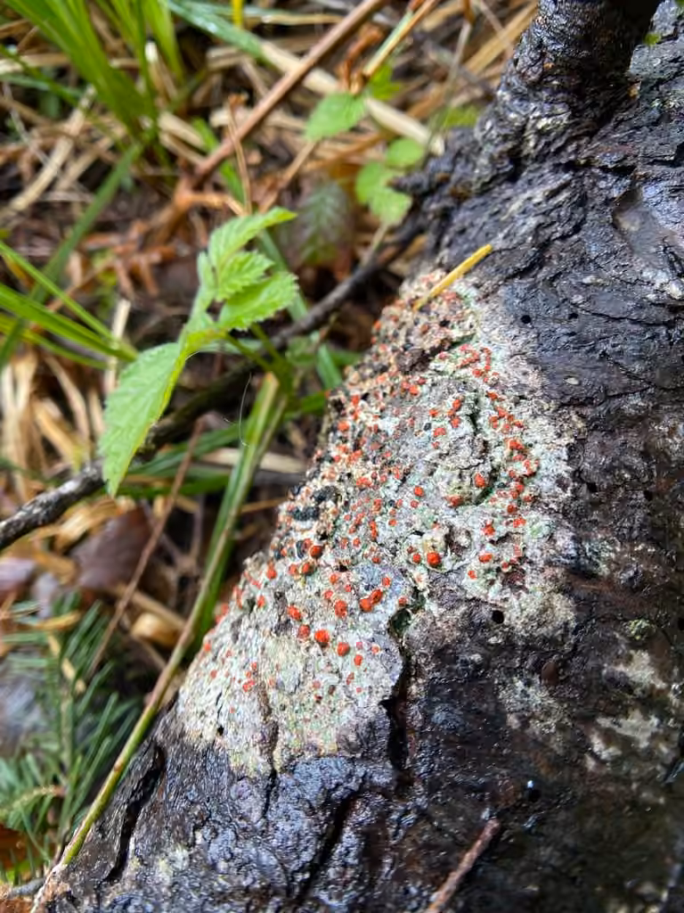 Mycoblaste sanguinaire, photo 3 sur 5