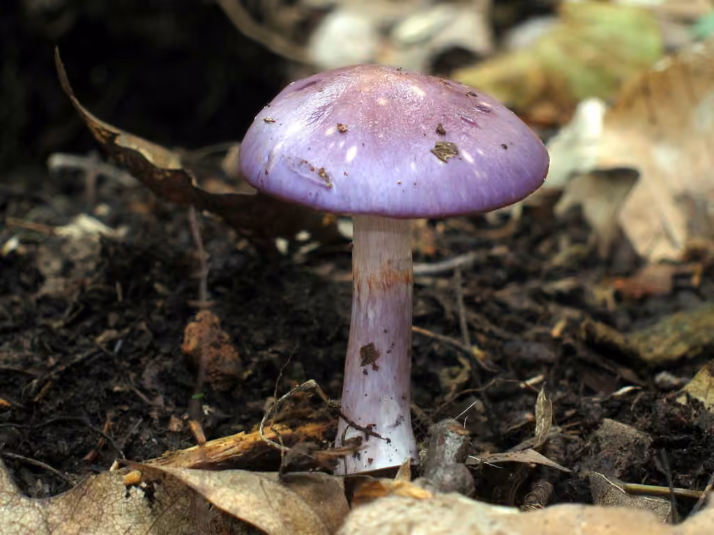 Viscid Violet Cort, photo 1 of 5