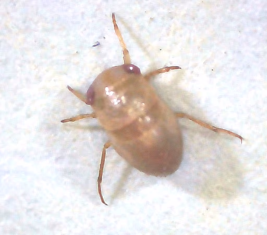 Neoplea striola, photo 3 sur 5