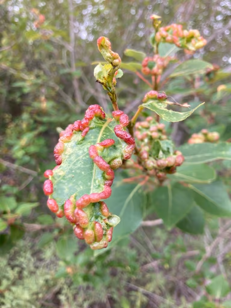 Bead-like Cottonwood Gall aphid, Galle