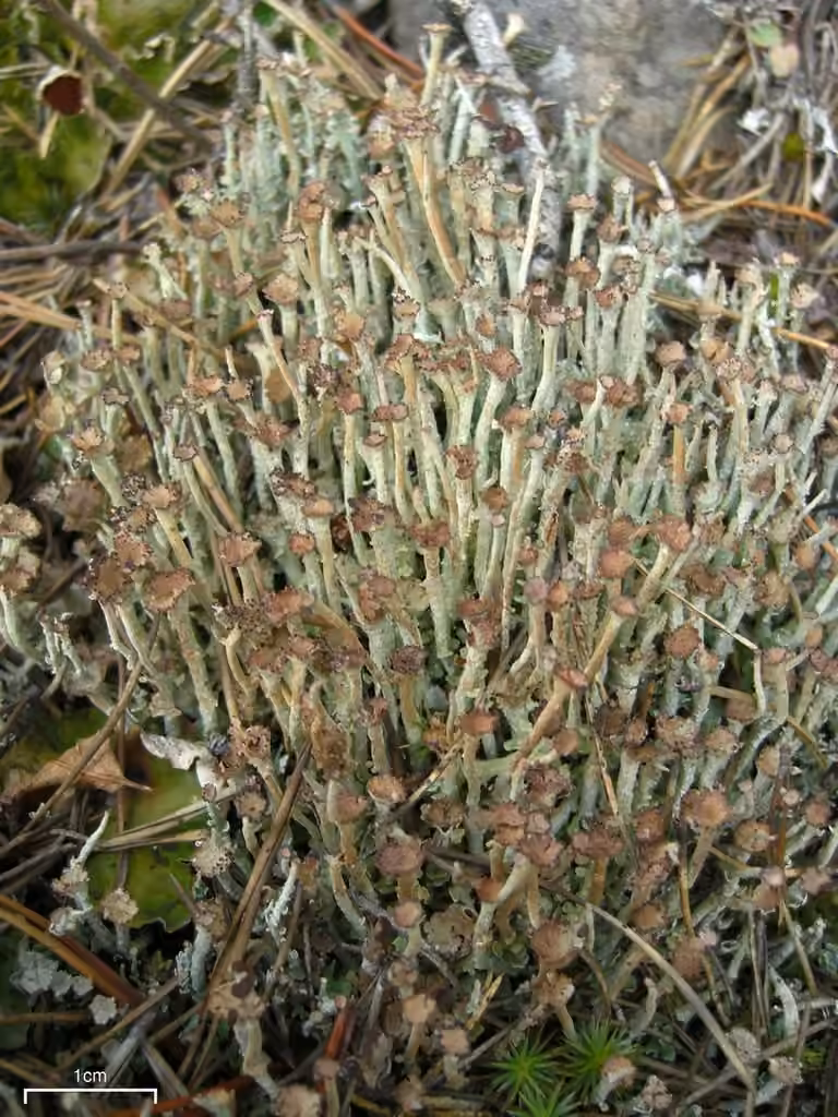 Alpine Cladonia, photo 1 of 5