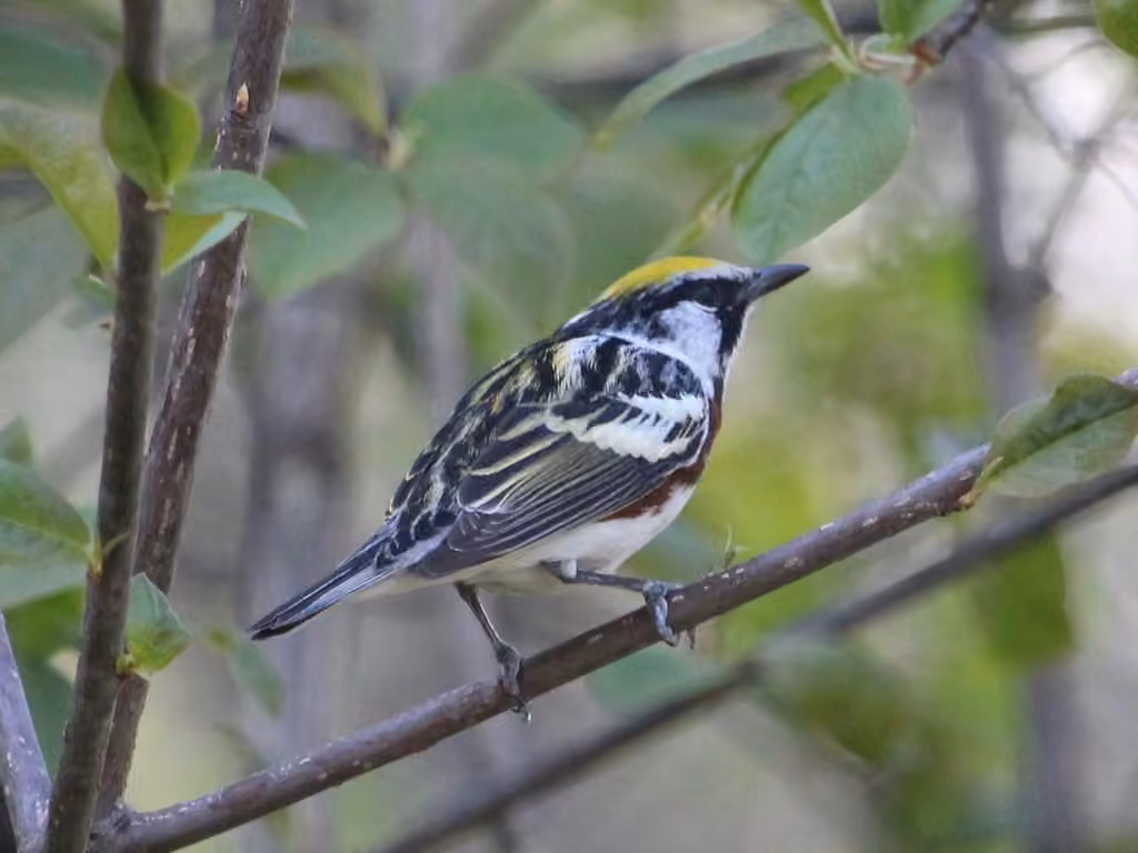 Paruline à flancs marron, Mâle