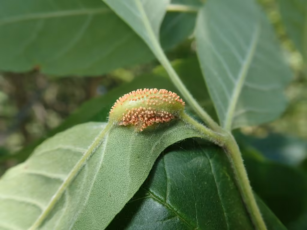 Ash rust, photo 1 sur 5