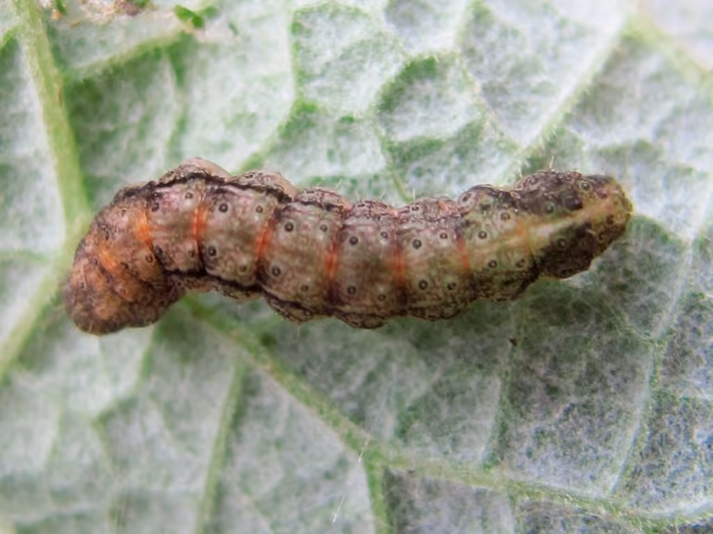 Ambiguous Moth, Caterpillar