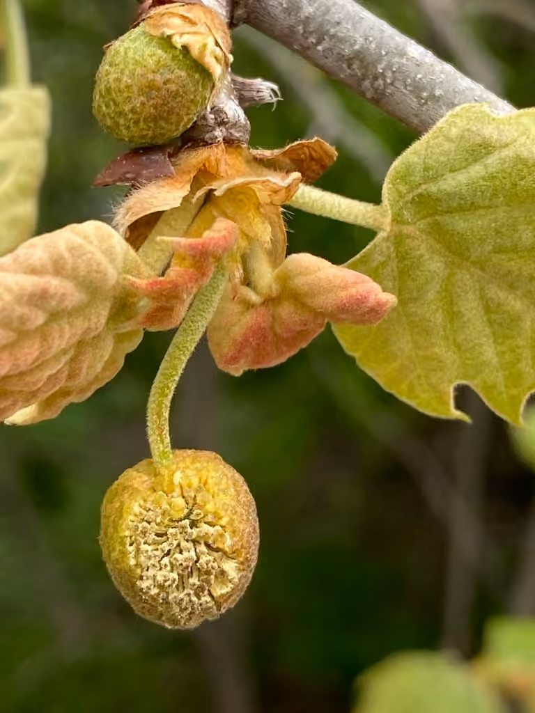 Platane occidental, En fleurs
