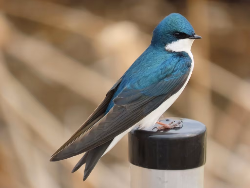 Hirondelle bicolore, Adulte