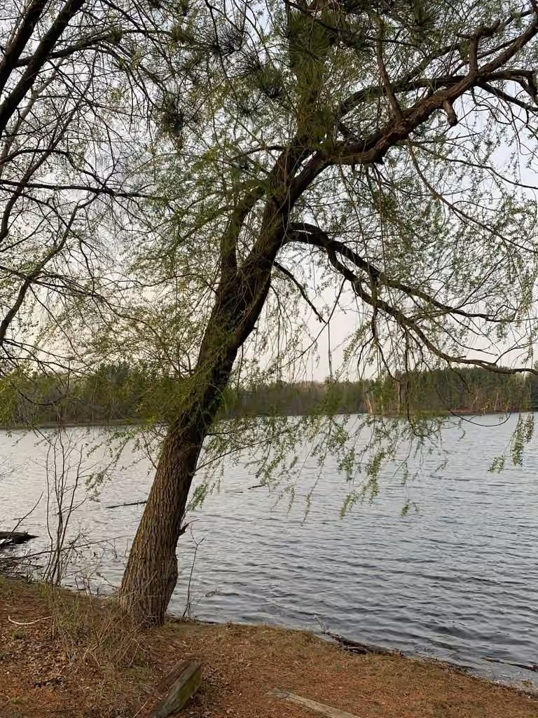 Saule blanc, En fleurs