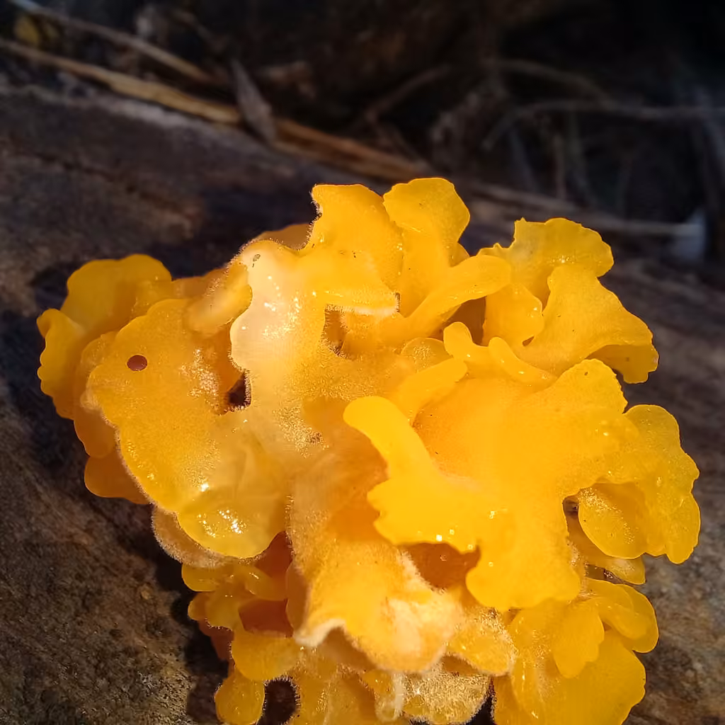 Fan-shaped Jelly Fungus, photo 2 sur 5