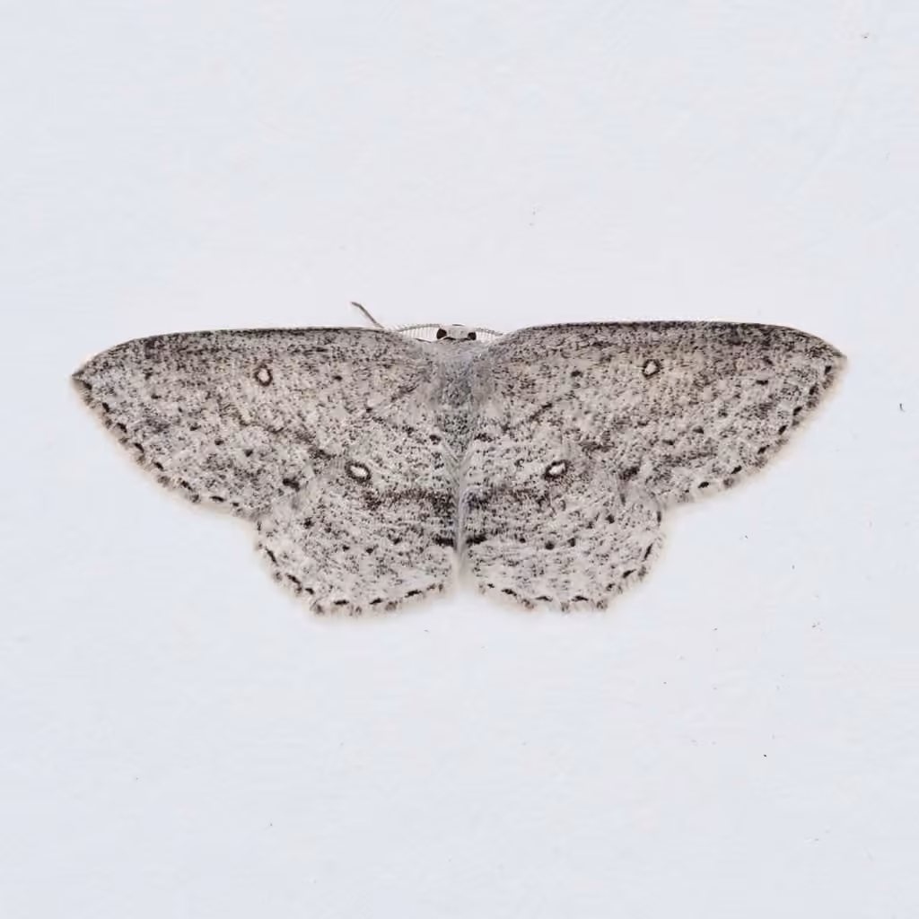 Sweetfern Geometer Moth, photo 1 sur 5