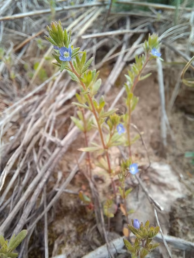 Véronique du printemps, photo 1 sur 5