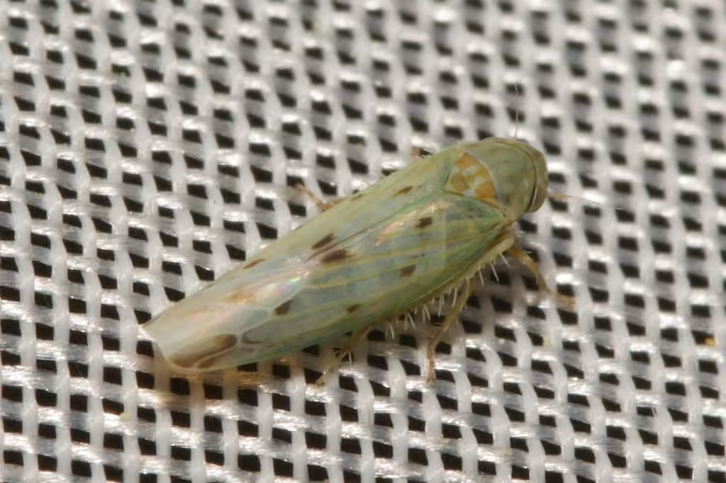 Balclutha punctata, Adulte