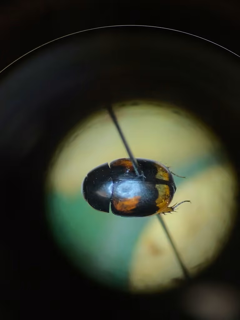 Water scavenger beetle, Female