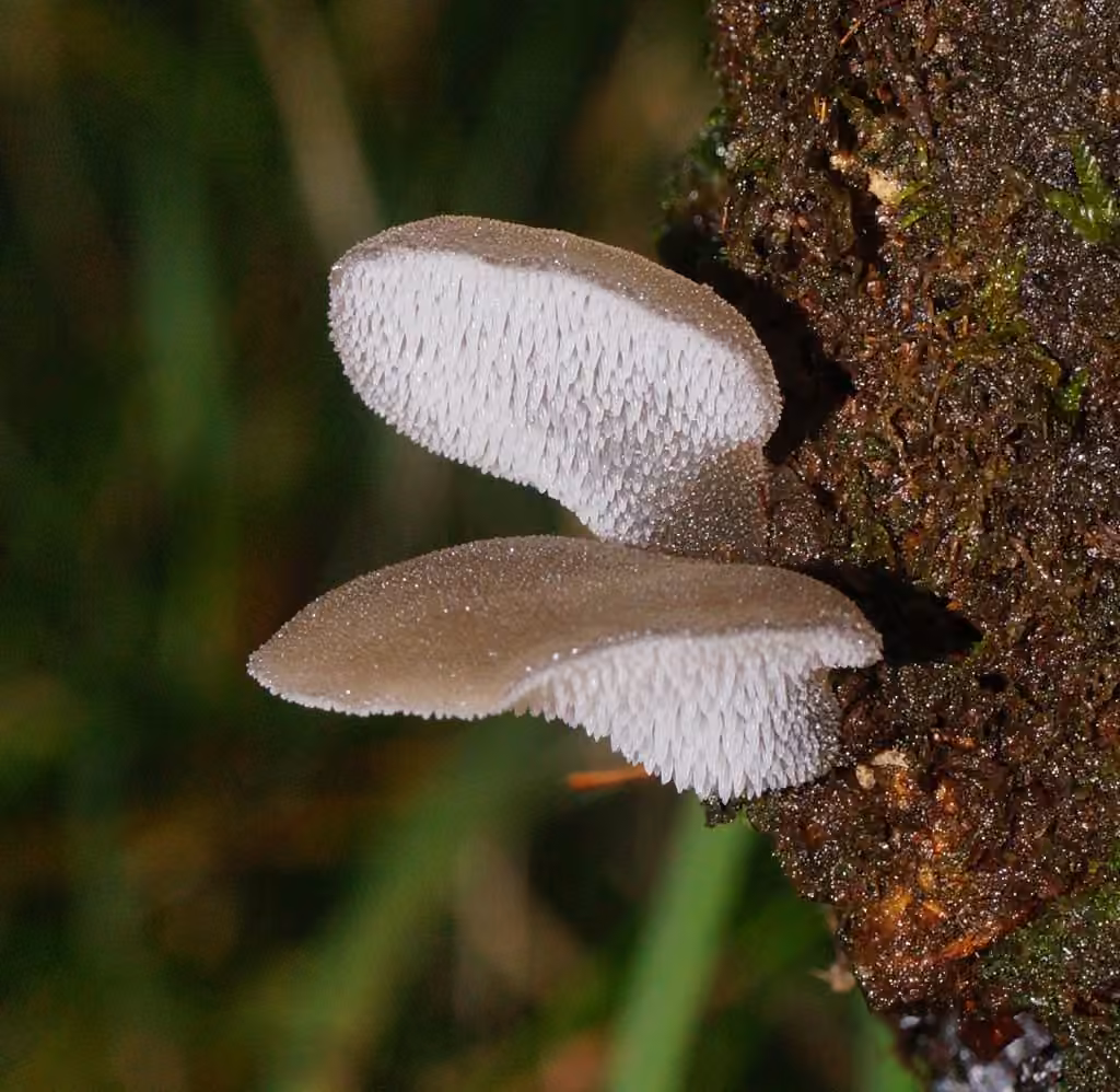 Faux-hydne gélatineux