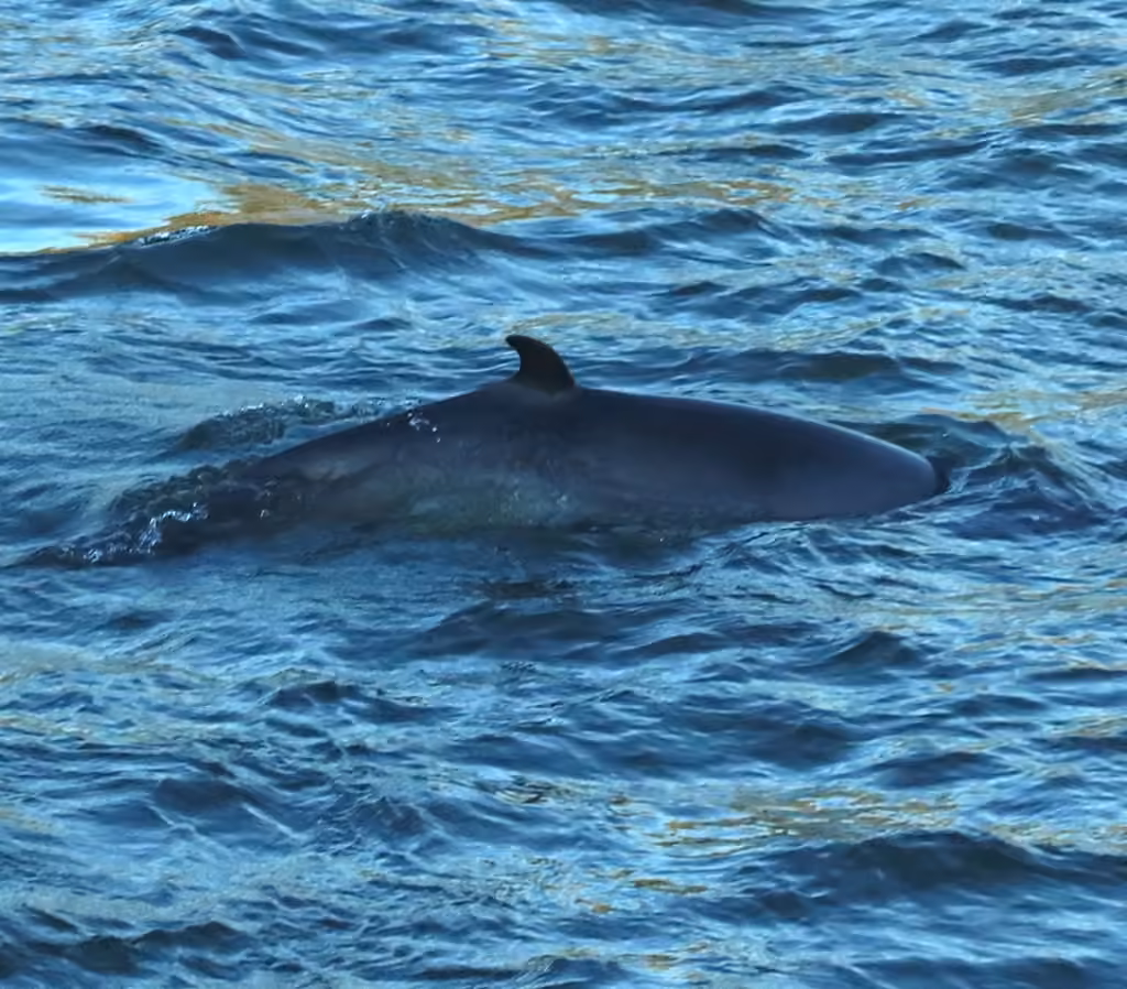 Petit rorqual, Juvénile