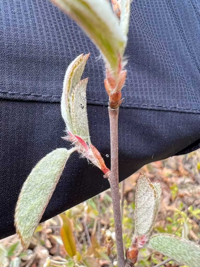Running serviceberry, In flower