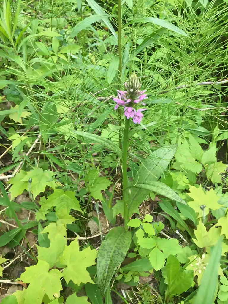 Southern Marsh-orchid, In flower