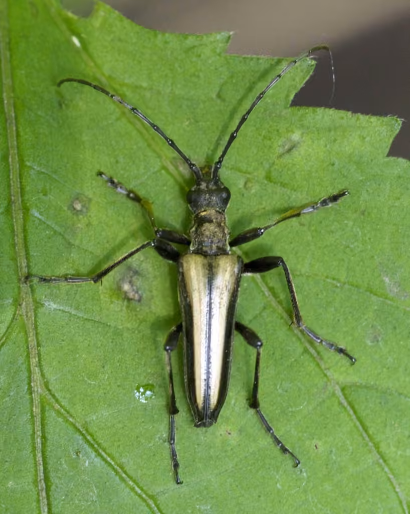 Shrub Long-horned Beetle, photo 1 of 5