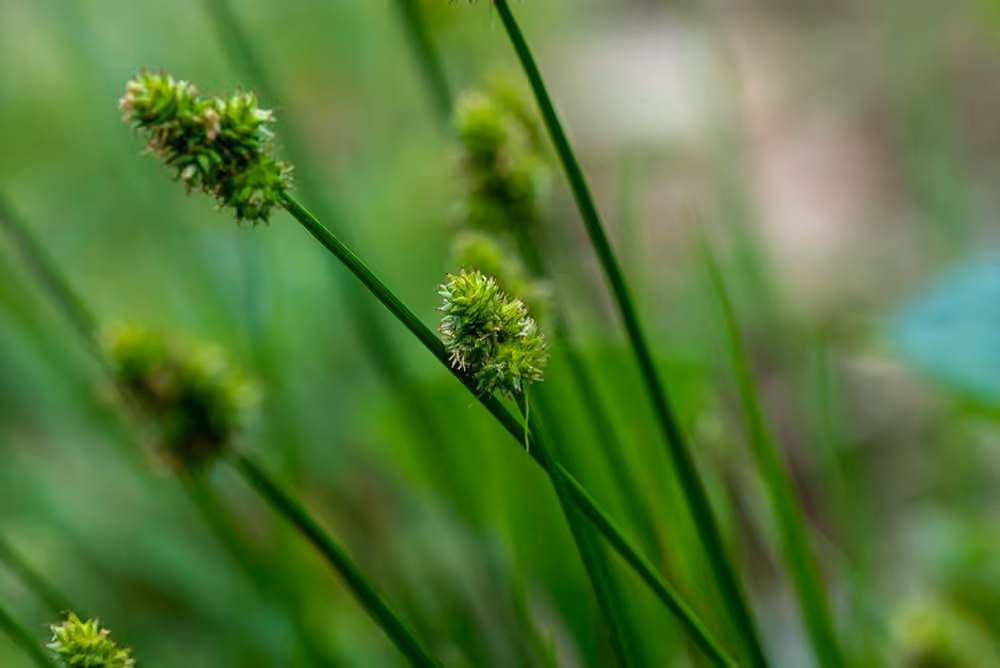 Carex porte-tête, photo 3 sur 5
