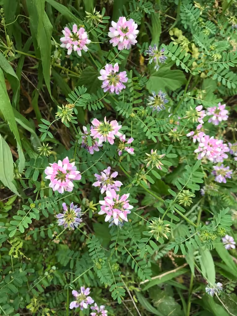 Coronille bigarrée, En fleurs