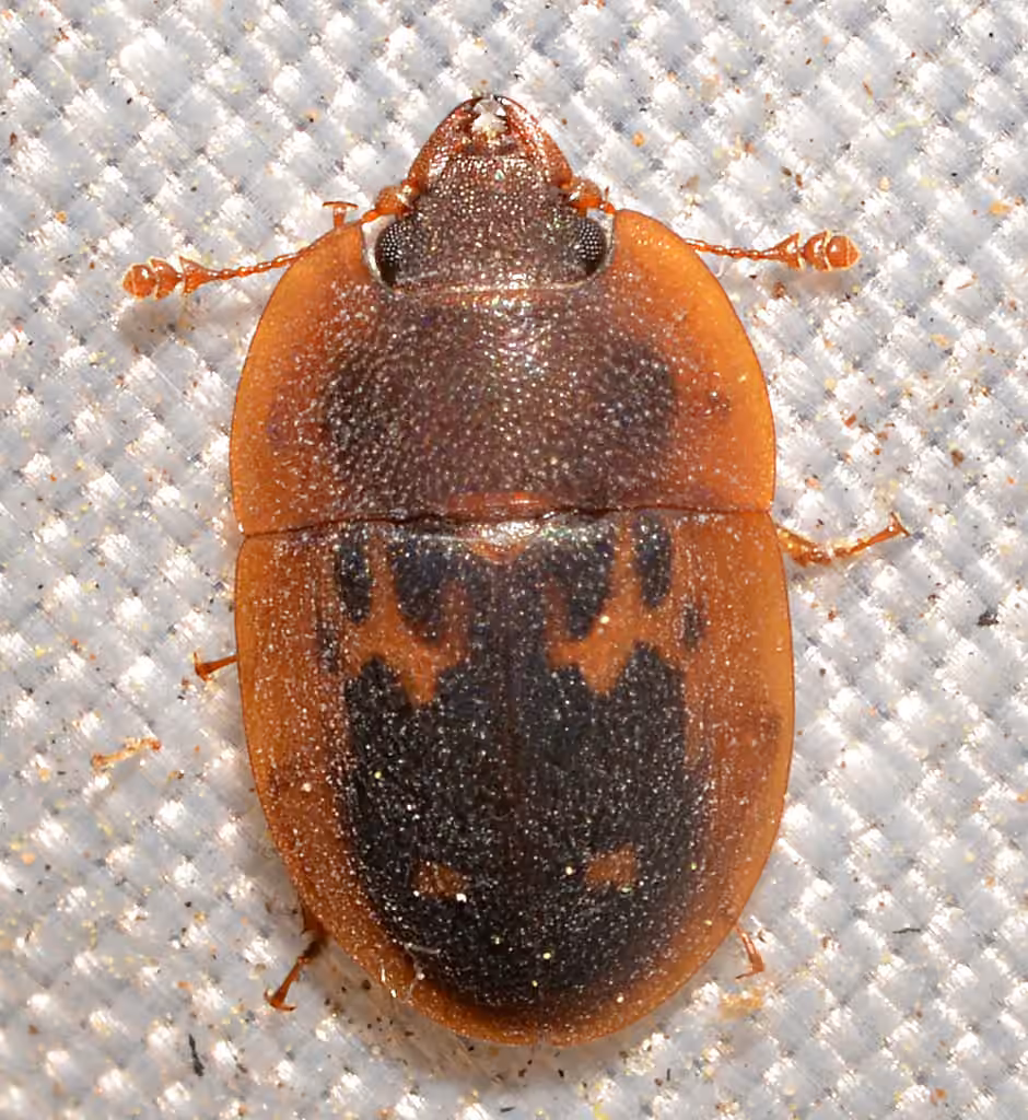 Six-spotted Sap Beetle, photo 3 of 5