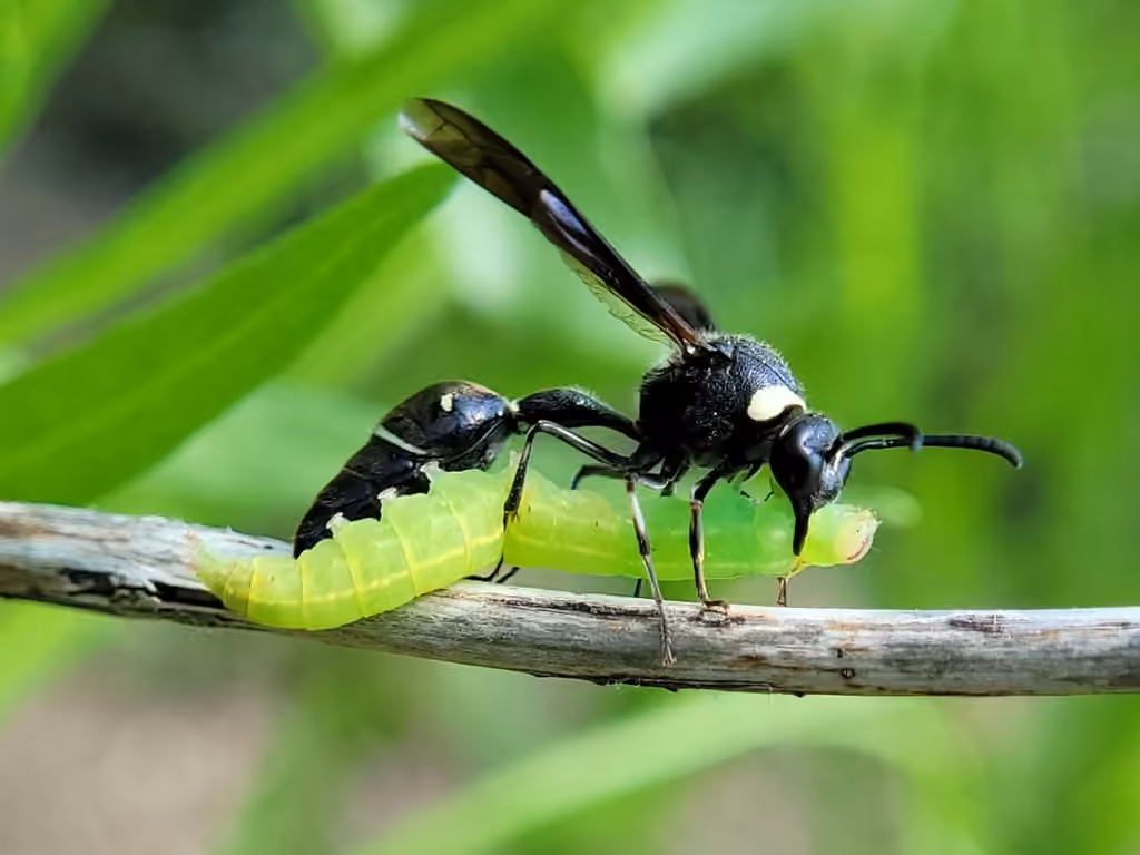 Fraternal Potter Wasp, Female